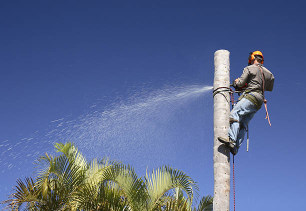 Leaf Removal in Fort Davis, TX